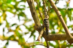 Fluvous breasted woodpecker (Dendrocopos macei)