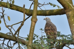Grey Headed Fish Eagle (Icthyophaga ichthyaetus)