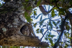 Spotted owlet (Athene brama)