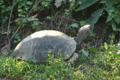 The Giant Asian Forest Tortoise