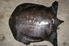 Asiatic soft-shell turtle