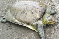 Southeast Asian Softshell Turtle