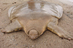 The Asian giant softshell turtle