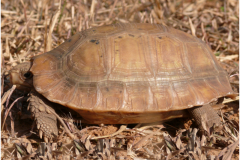 The elongated tortoise