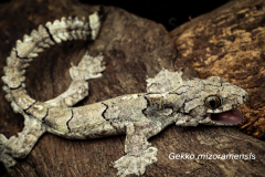 Gekko mizoramensis(1)