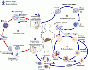 Malaria_lifecycle-CDC