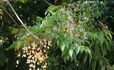 Melia azadirachta (Ghora neem)