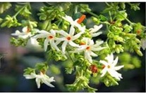 Nyctanthus arbor tristis (Sewali)