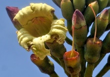 Oroxylum indicum (Karongkandai)