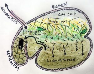 rumen-anatomy-1