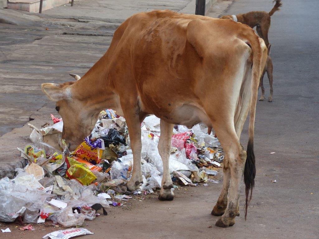 cow_eating_plastic